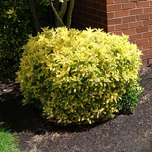 Golden Euonymus